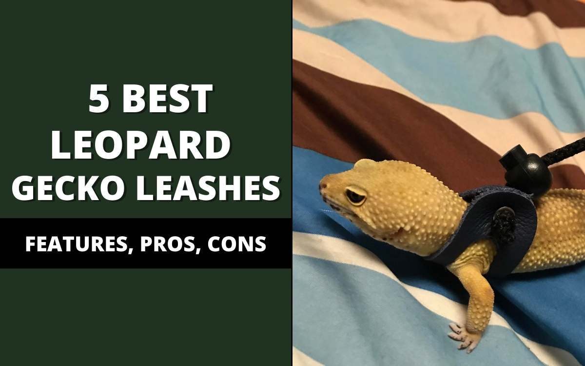 best leopard gecko leashes