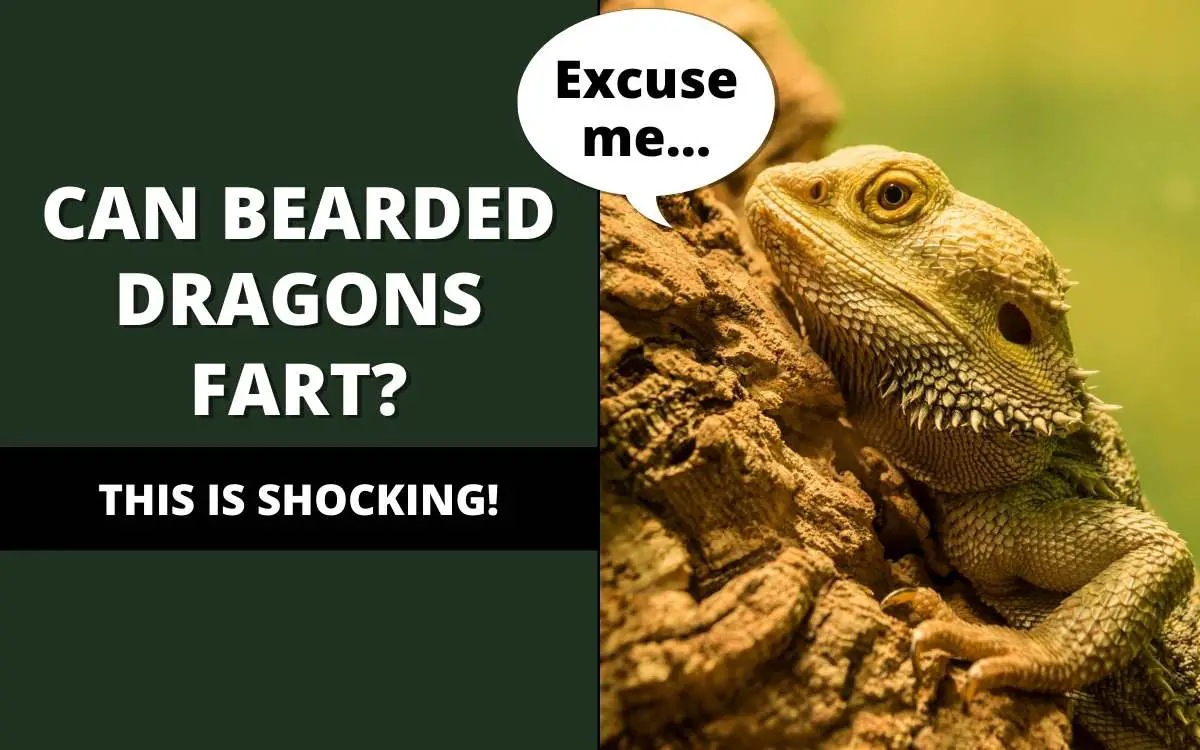 bearded dragons fart
