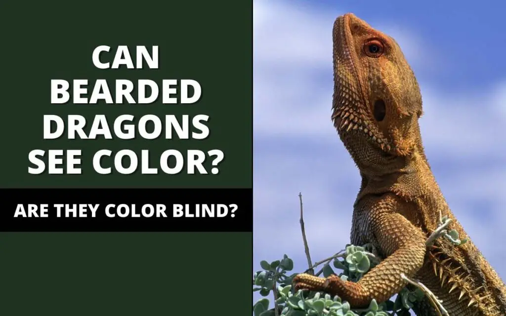 can bearded dragons see color