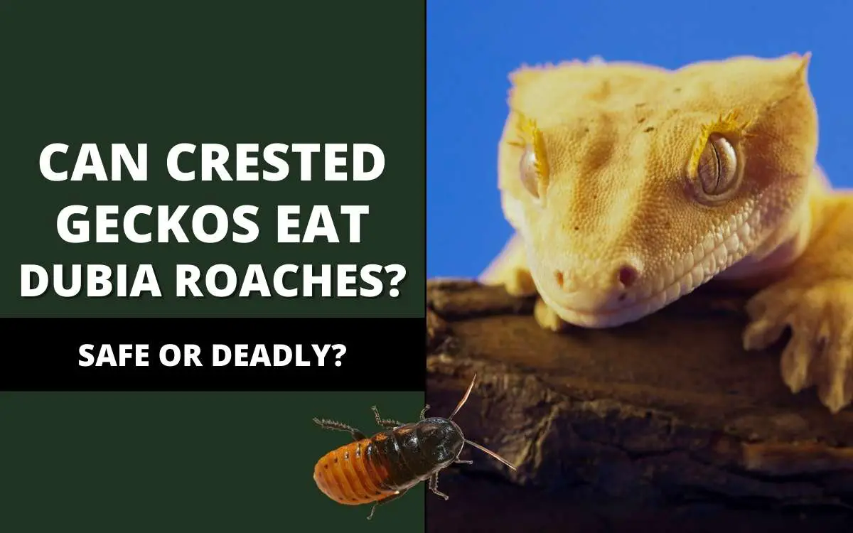 can crested geckos eat dubia roaches