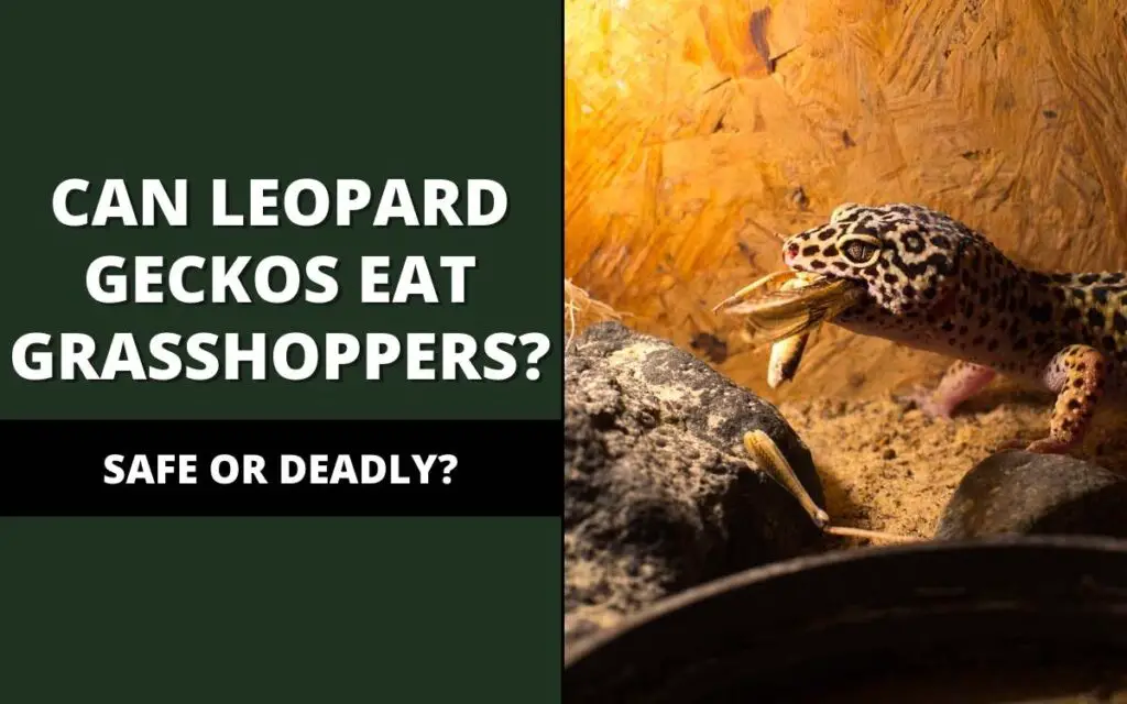 can-leopard-geckos-eat-grasshoppers-banner