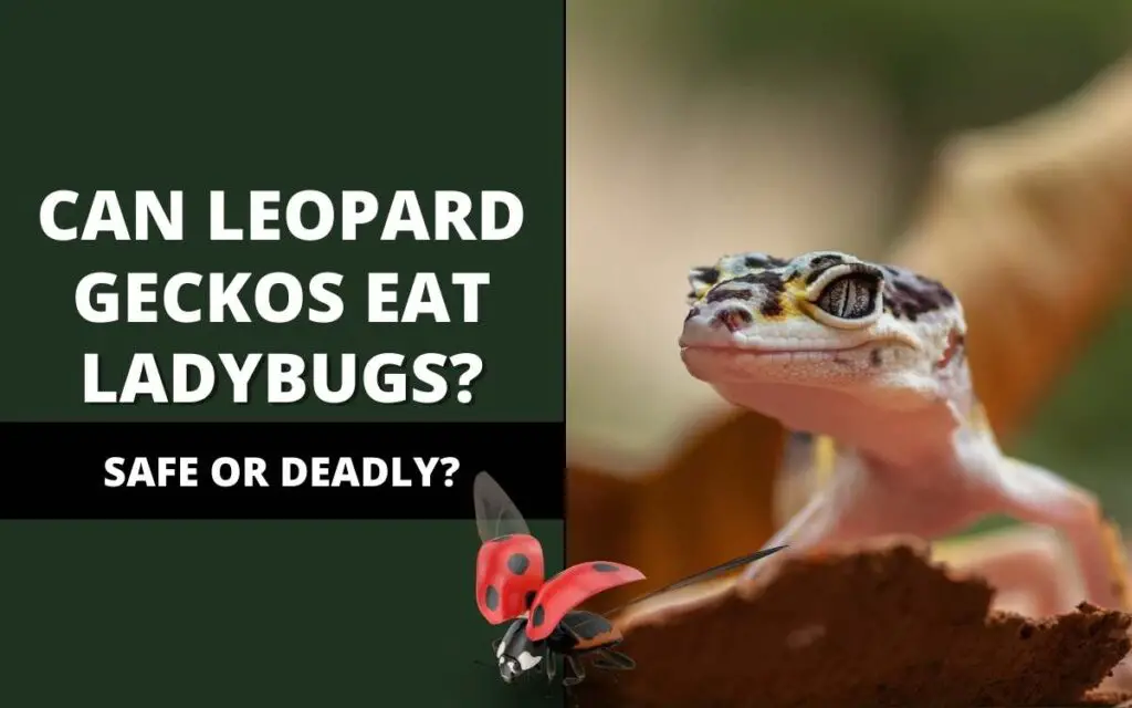 can leopard geckos eat ladybugs