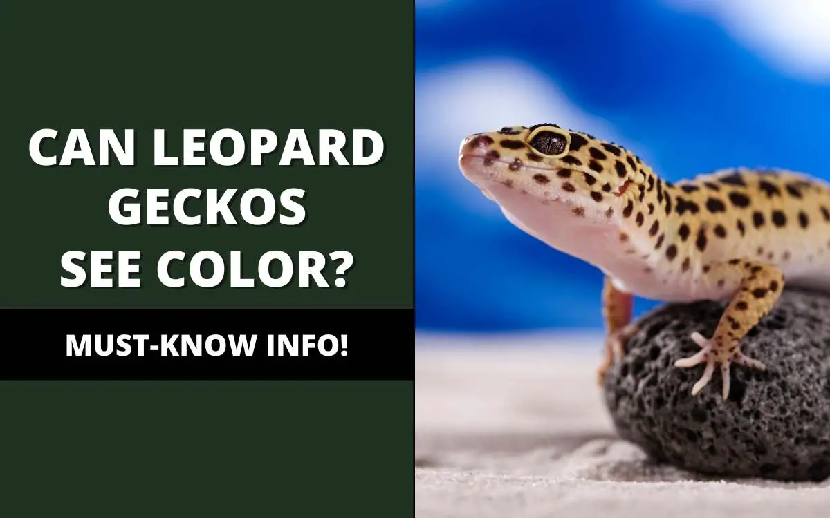 can leopard geckos see color