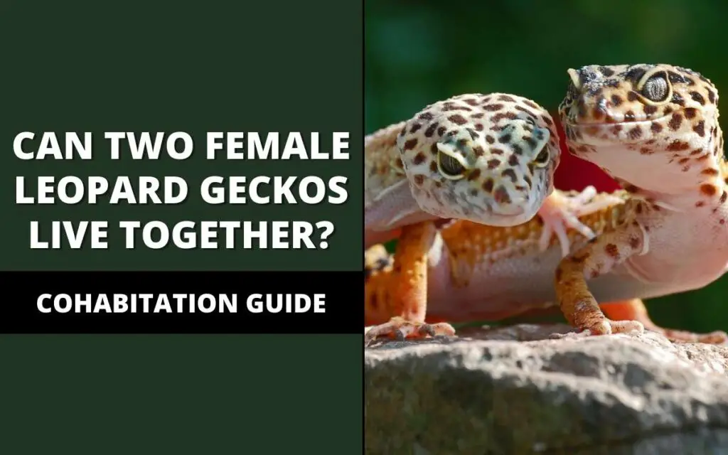 can two female leopard geckos live together
