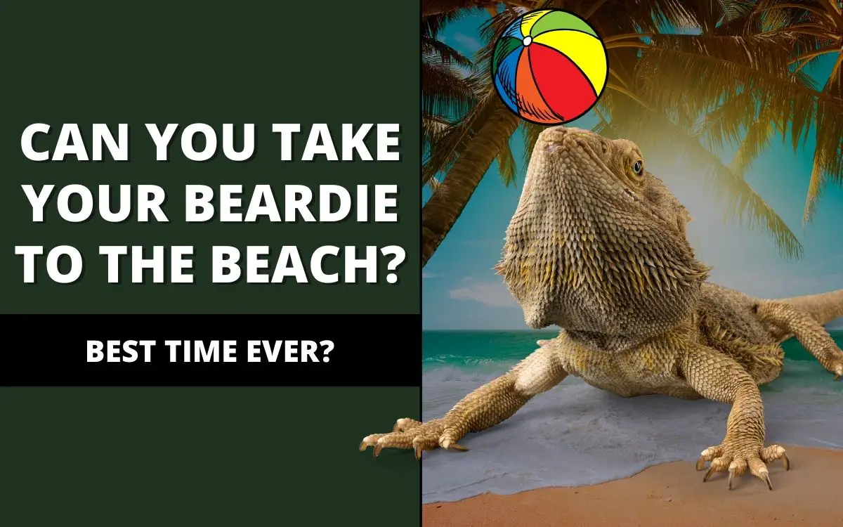 can-you-take-a-bearded-dragon-to-the-beach-banner