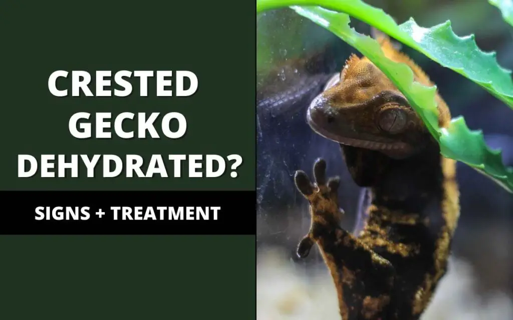 crested gecko dehydration