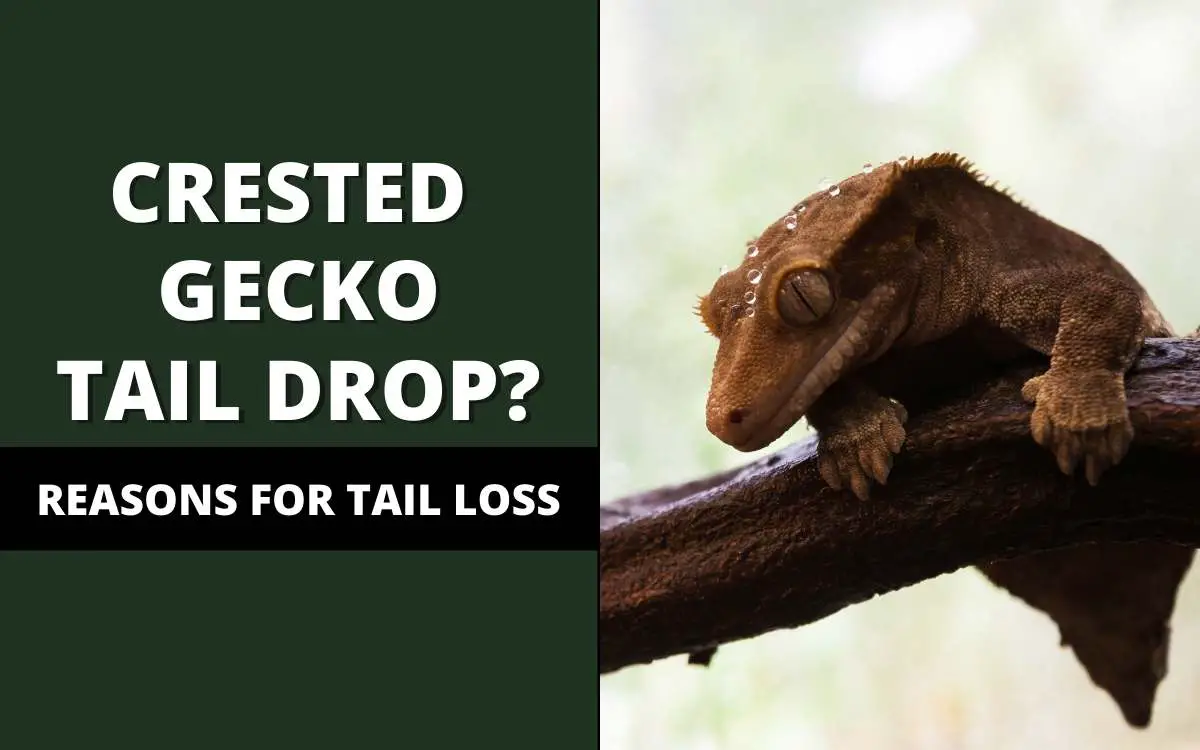 crested gecko tail drop