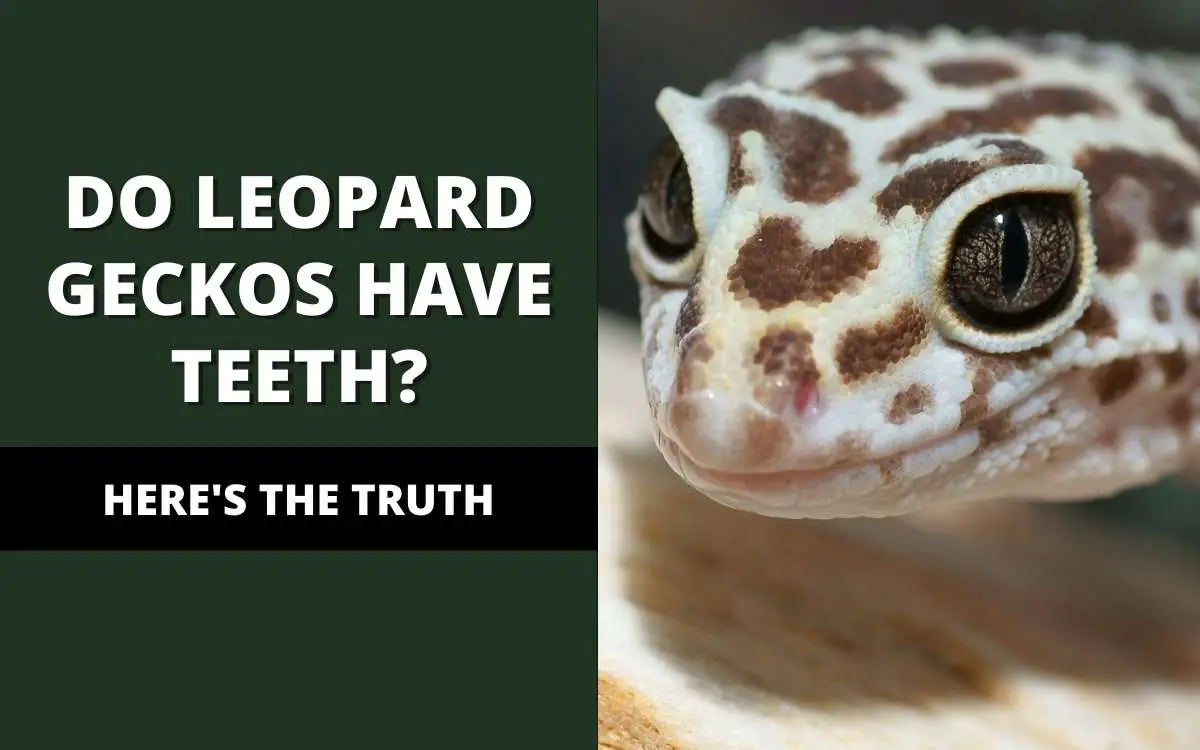 leopard geckos have teeth