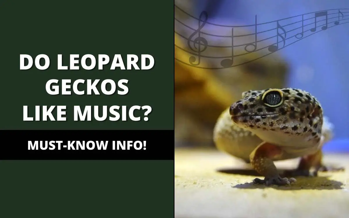 do leopard geckos like music