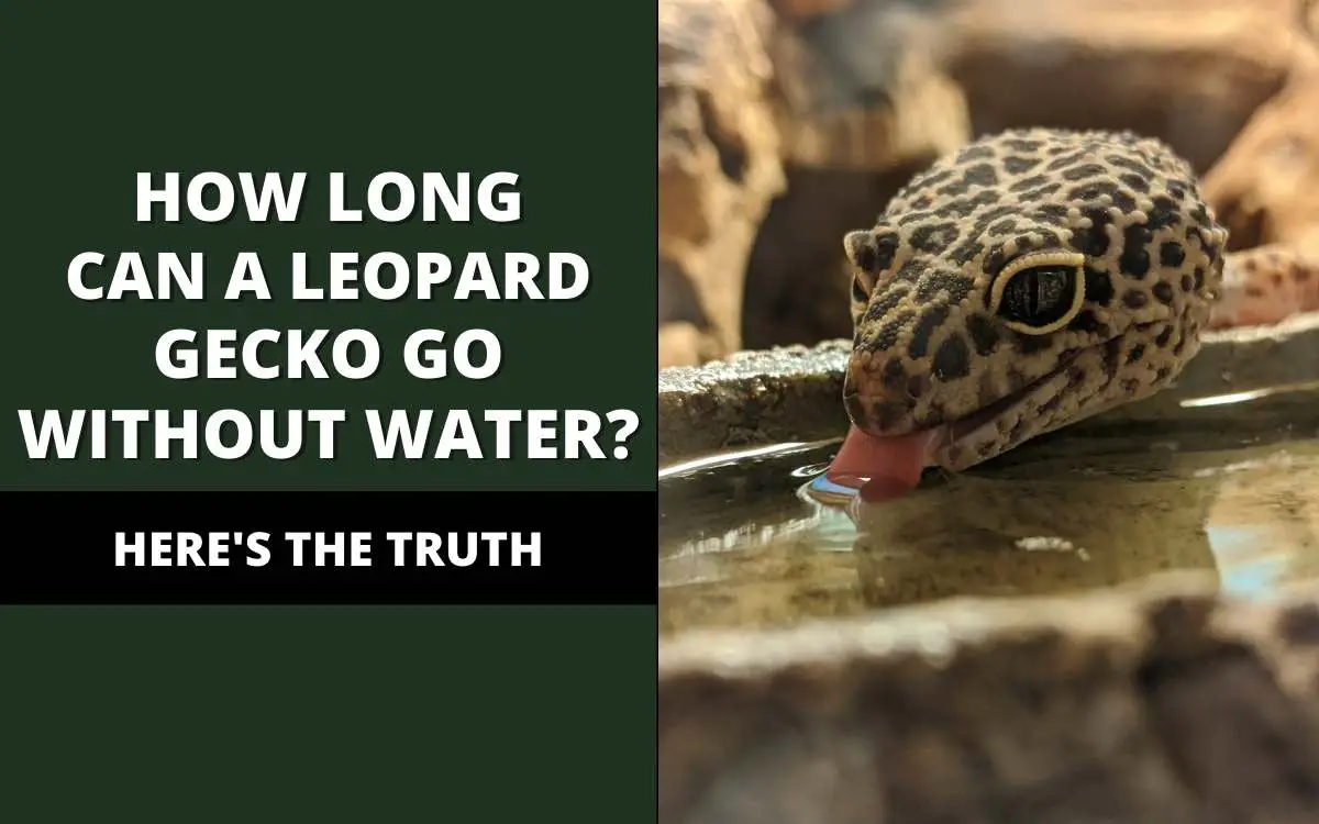 how long can a leopard gecko go without water