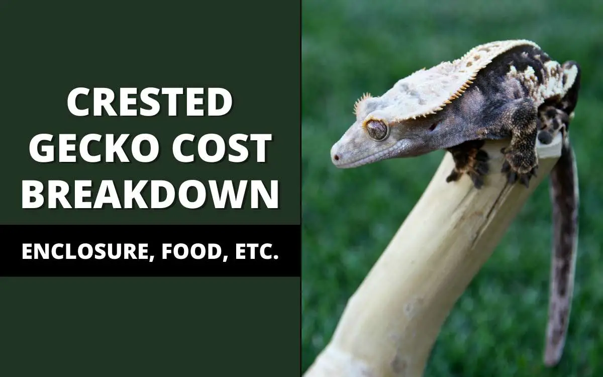 cost of owning a crested gecko