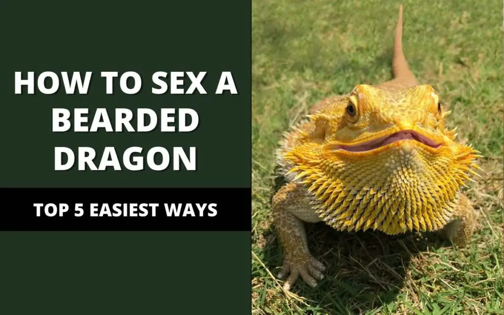 sexing bearded dragons