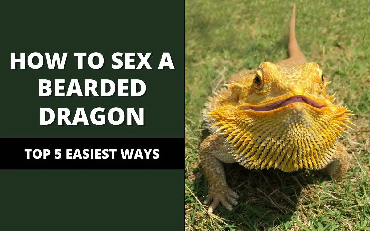Bearded dragons seks