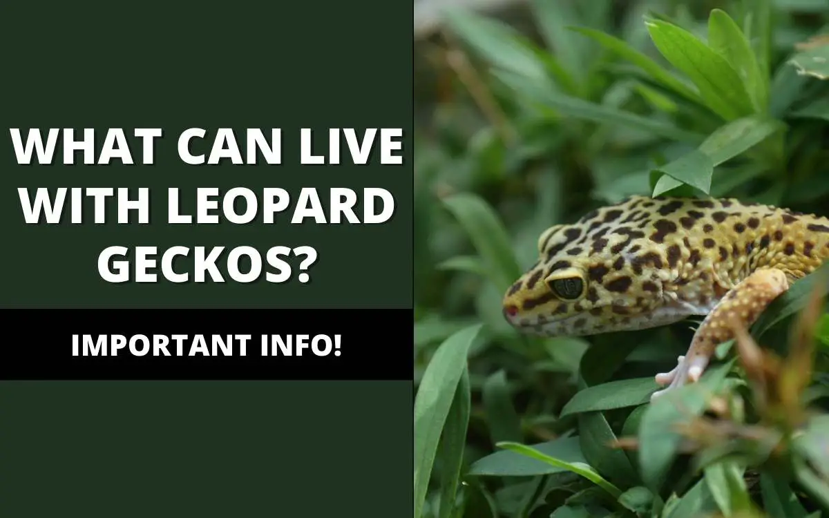 reptiles live with a leopard gecko