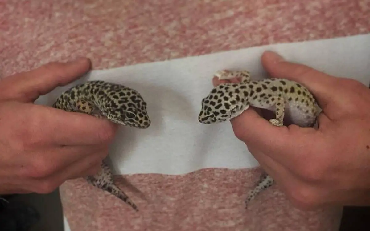 handling-two-female-leopard-geckos