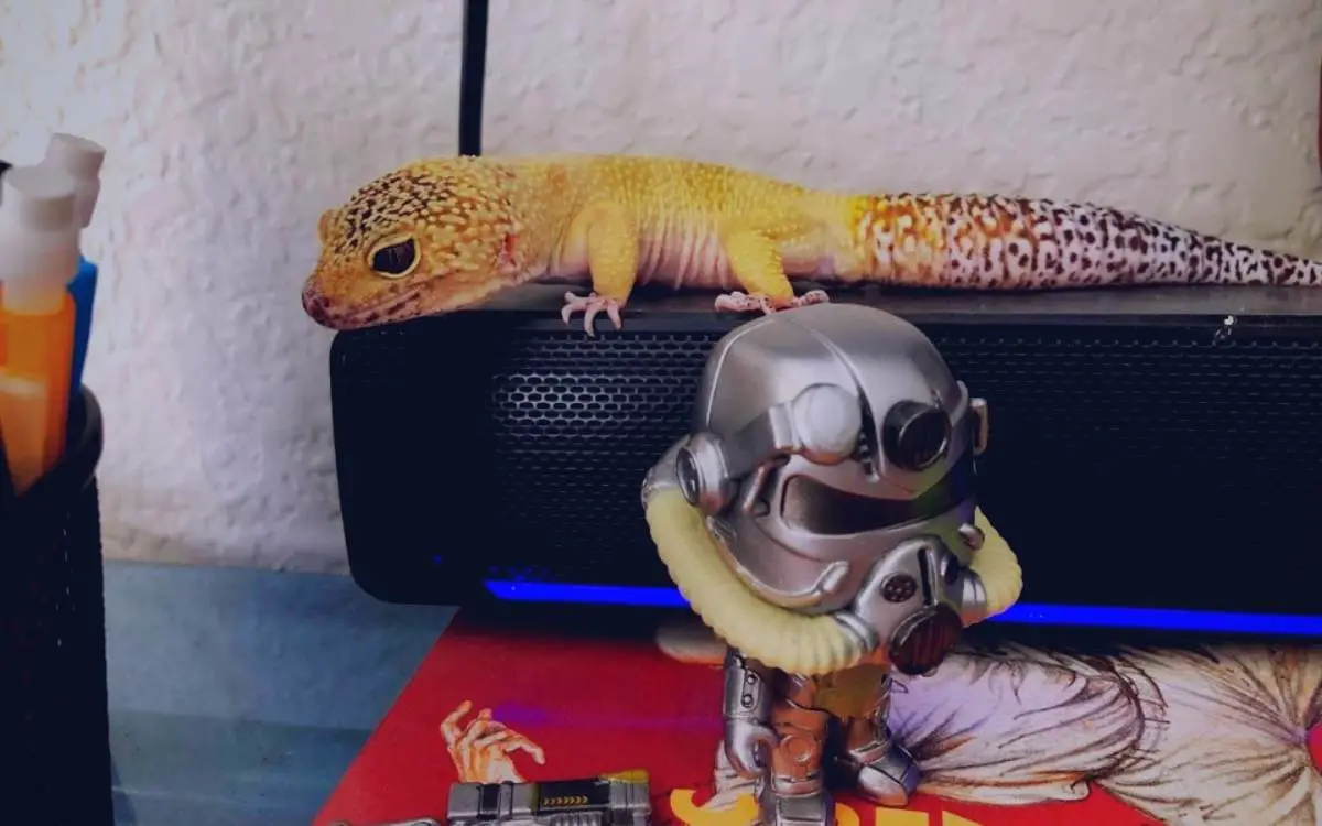 leopard-gecko-listening-to-music