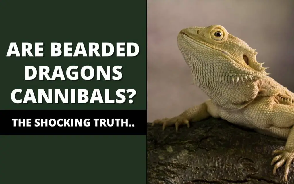 are bearded dragons cannibals