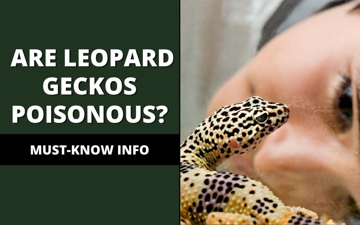 are leopard geckos poisonous