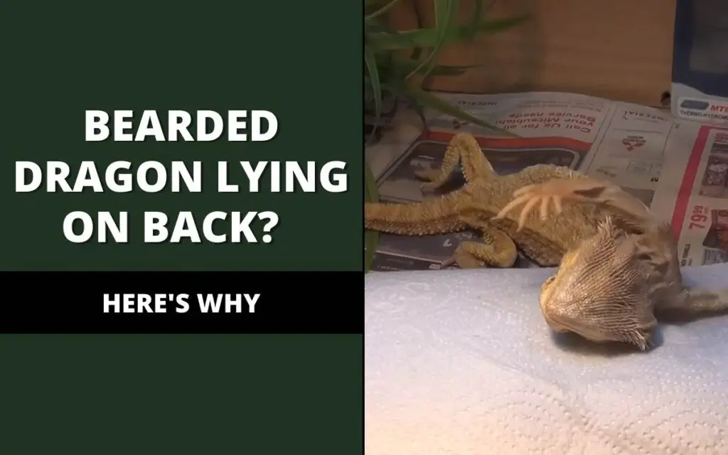 bearded dragon laying on back