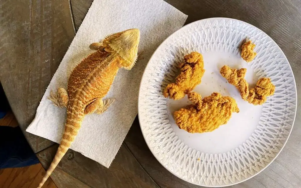 bearded-dragon-next-to-piece-of-chicken