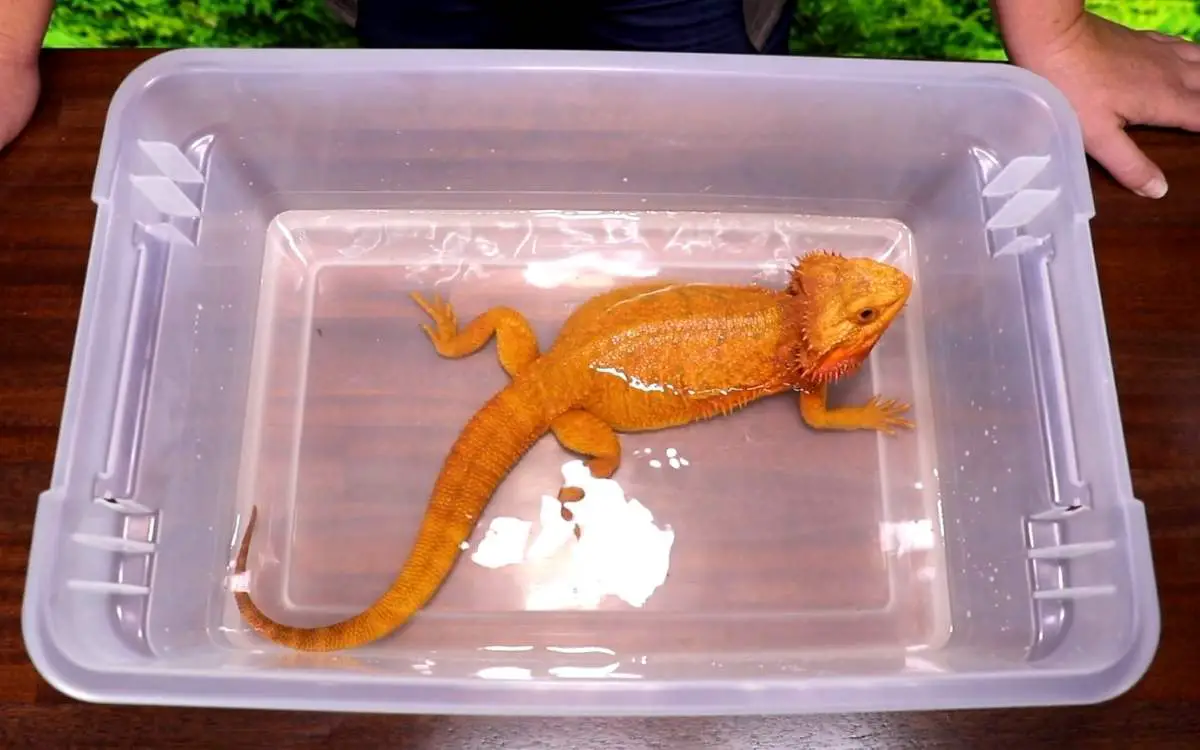 how-to-bathe-a-bearded-dragon-the-right-way-reptile-maniac