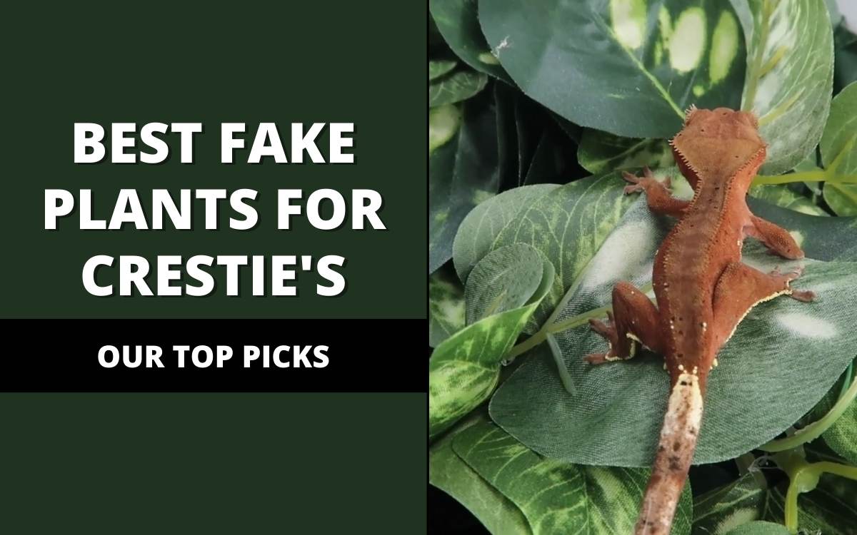 best fake plants for crested geckos