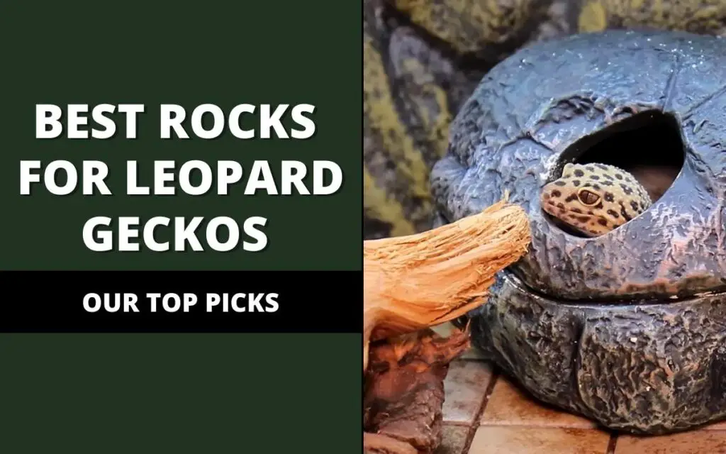 best rocks for leopard geckos