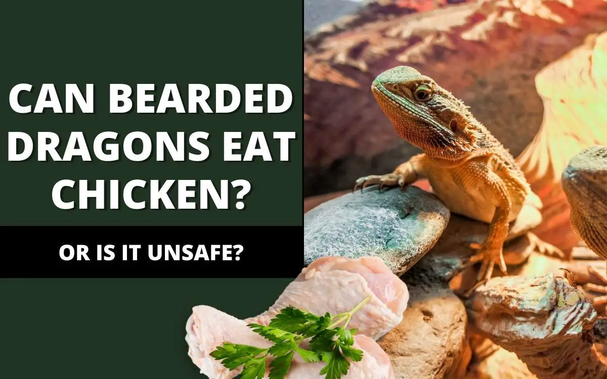 Can Bearded Dragons Eat Chicken?