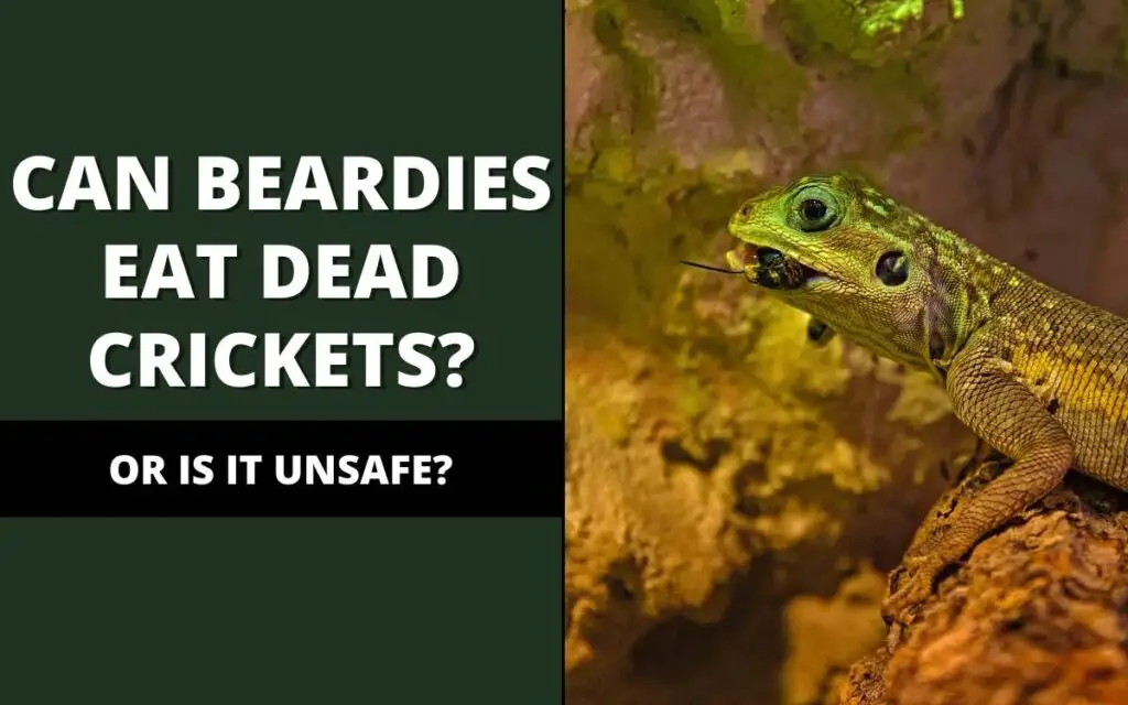 Can bearded dragons eat dead crickets?