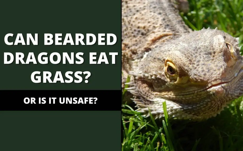 Can bearded dragons eat grass?