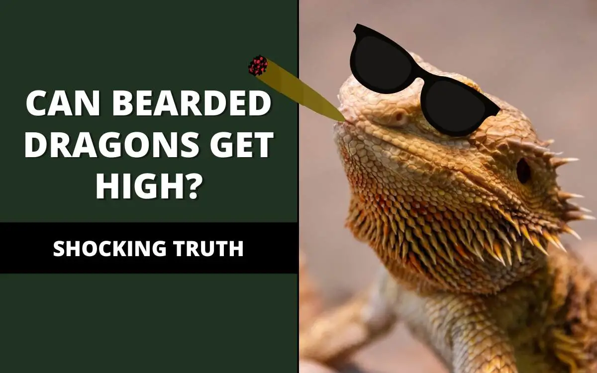can bearded dragons get high