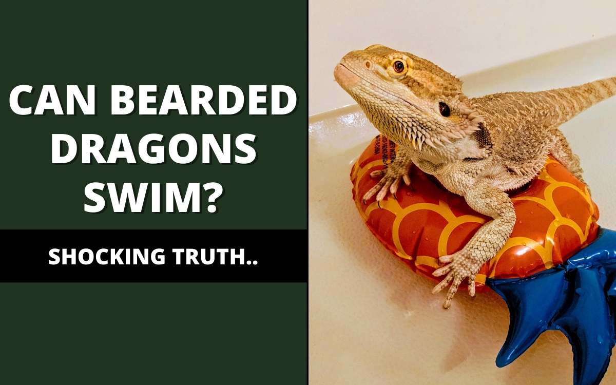 Can bearded dragons swim?