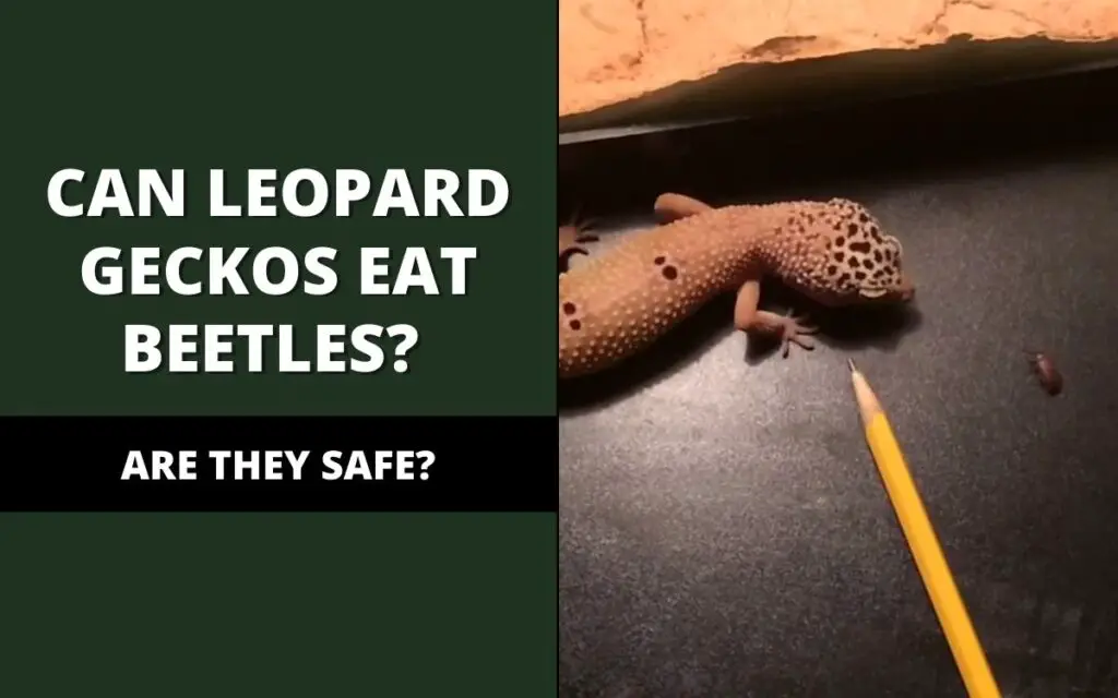 can leopard geckos eat beetles