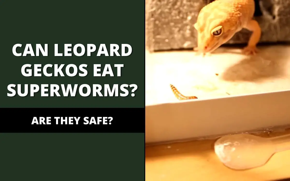 can leopard geckos eat superworms