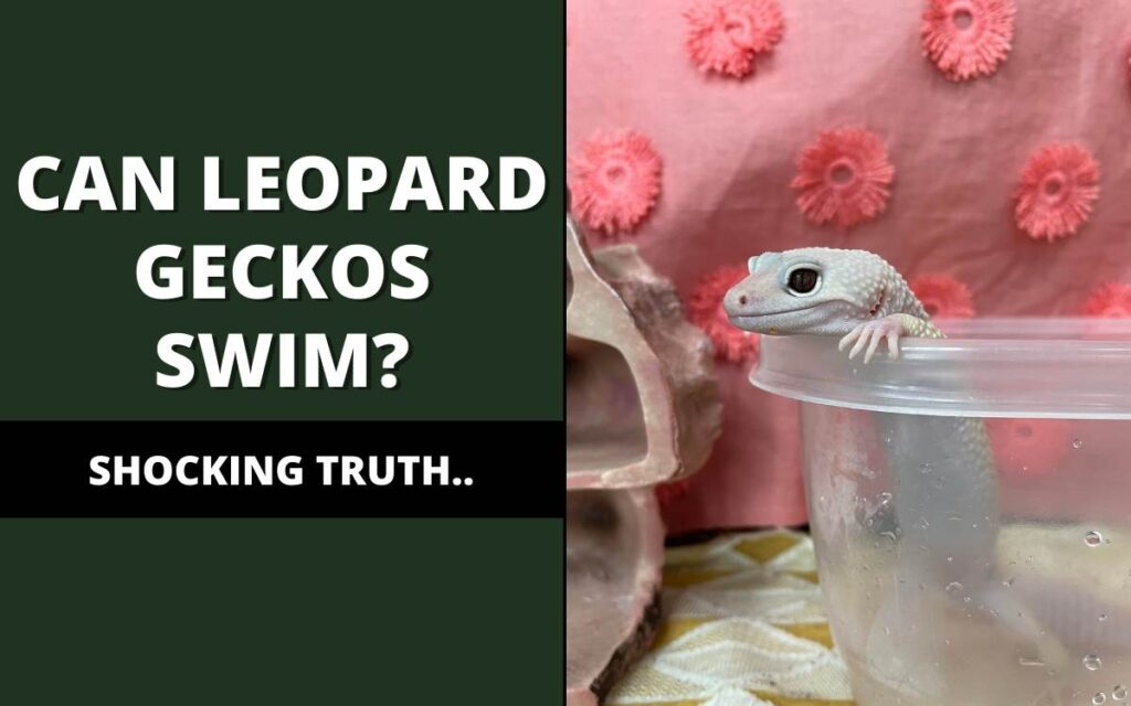 Can Leopard Geckos Swim Shocking Truth Reptile Maniac
