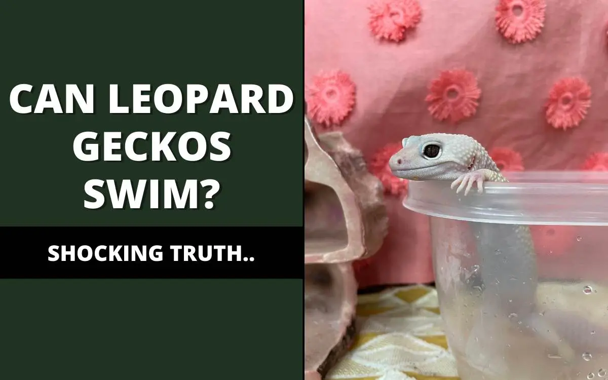 Can Leopard Geckos Swim Banner