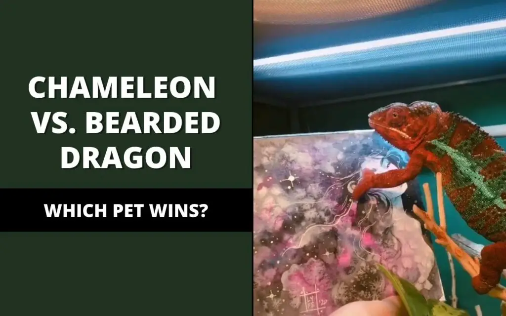 chameleon vs. bearded dragon