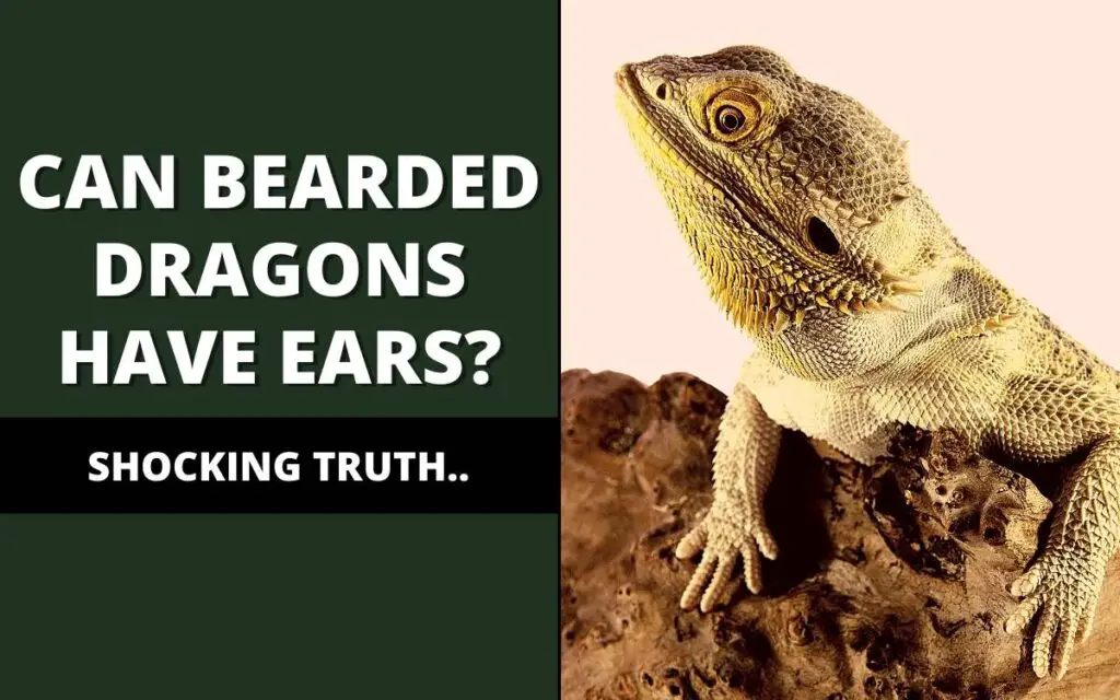 Do bearded dragons have ears?