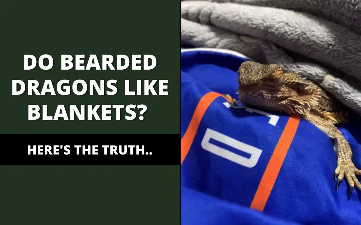do bearded dragons like blankets