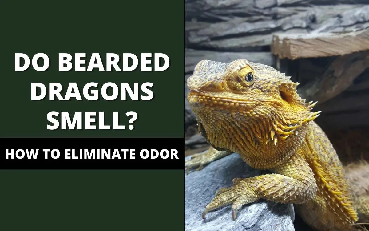 do bearded dragons smell