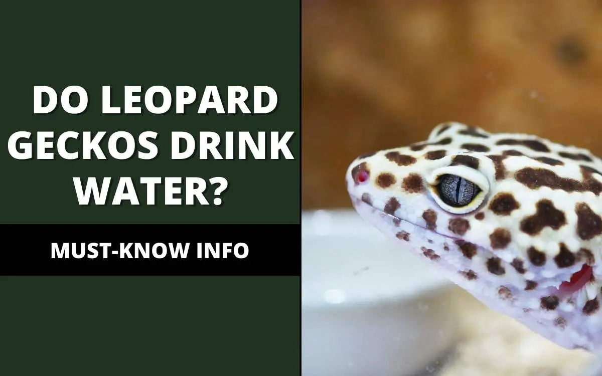 do leopard geckos drink water