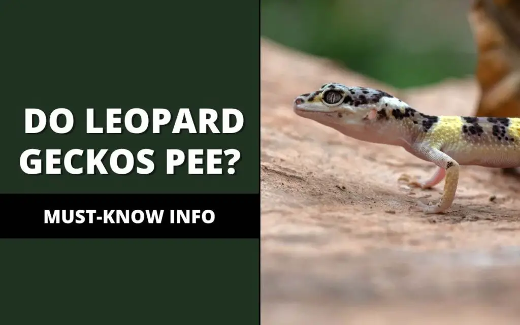 do leopard geckos pee