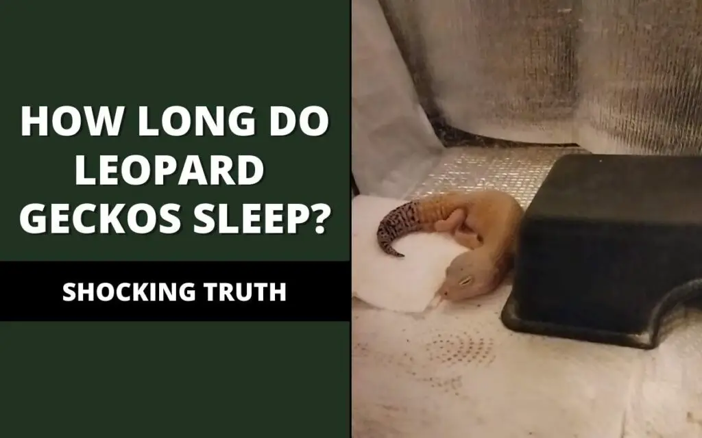 how long do leopard geckos sleep