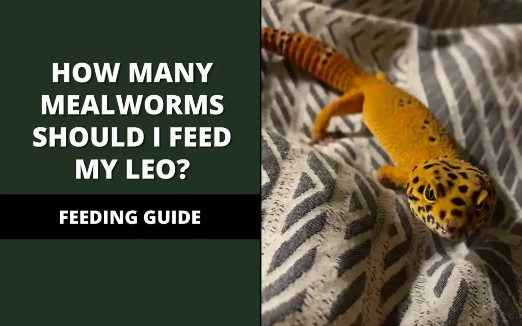 how many mealworms should i feed my leopard gecko