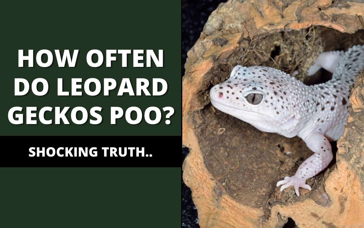 How often do leopard geckos poop?