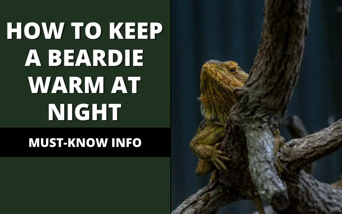 how to keep a bearded dragon warm at night