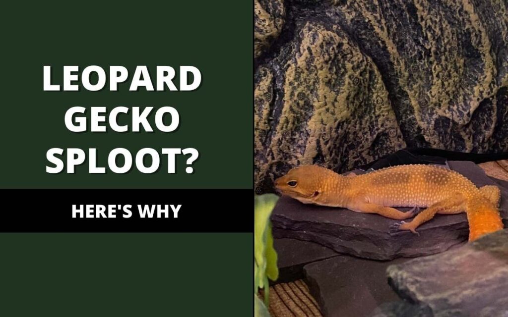leopard gecko sploot