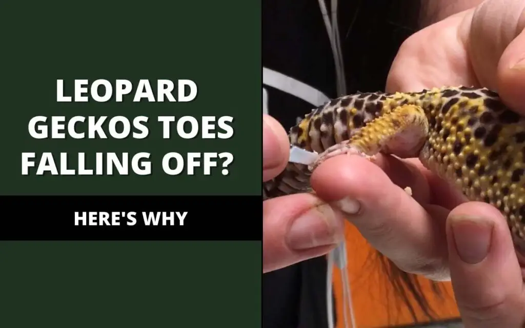 leopard geckos toes falling off