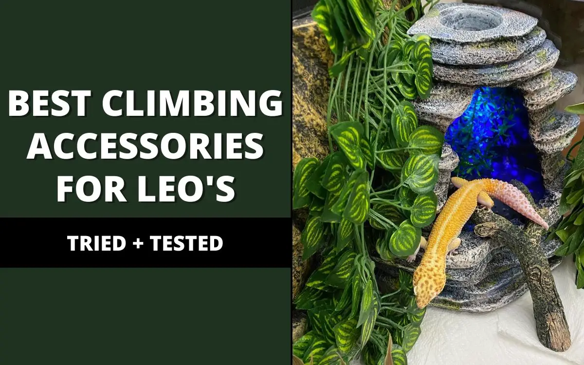 best climbing accessories for leopard geckos