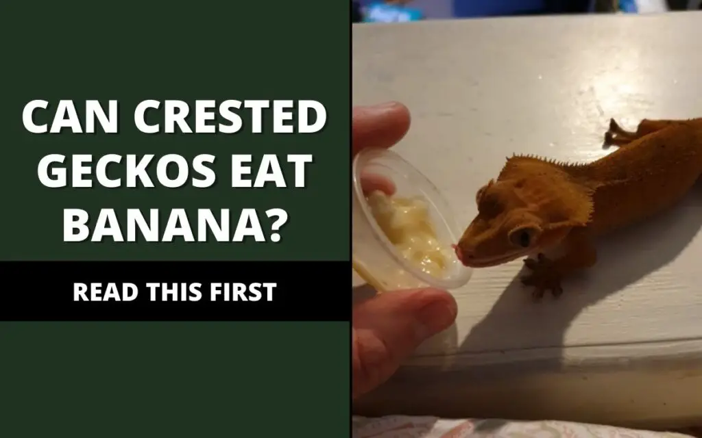 can crested geckos eat bananas